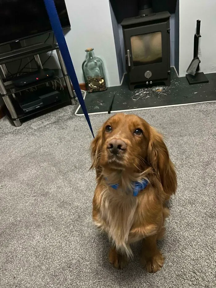 Adopted This Little Fella From The Police Today, Everyone Meet Sam!