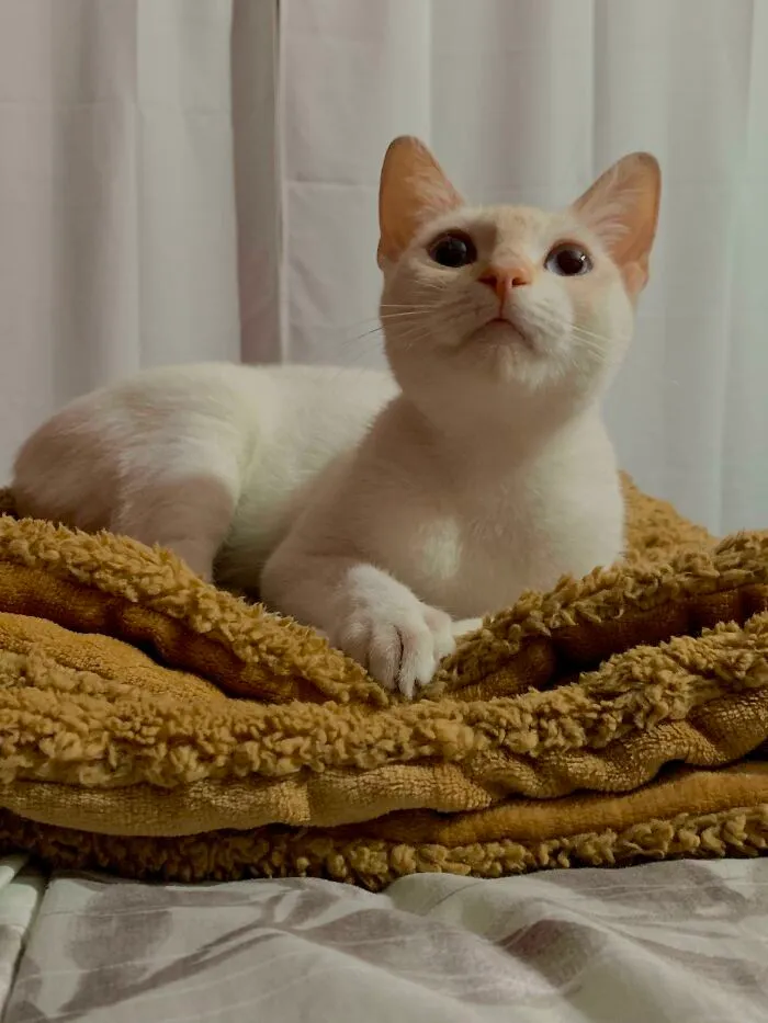 Adopted My First Cat Today. This Is Quesadilla And She Already Owns My Heart