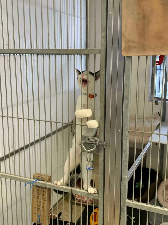 Least To Say That He Was Really Excited To Come Home With Us! Meet Billy Mae! (Adopted)