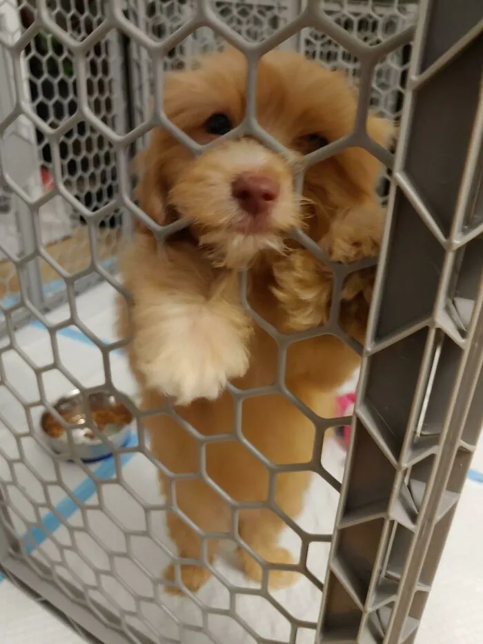 We Just Adopted This Sweet Little Girl! Meet Fiona!