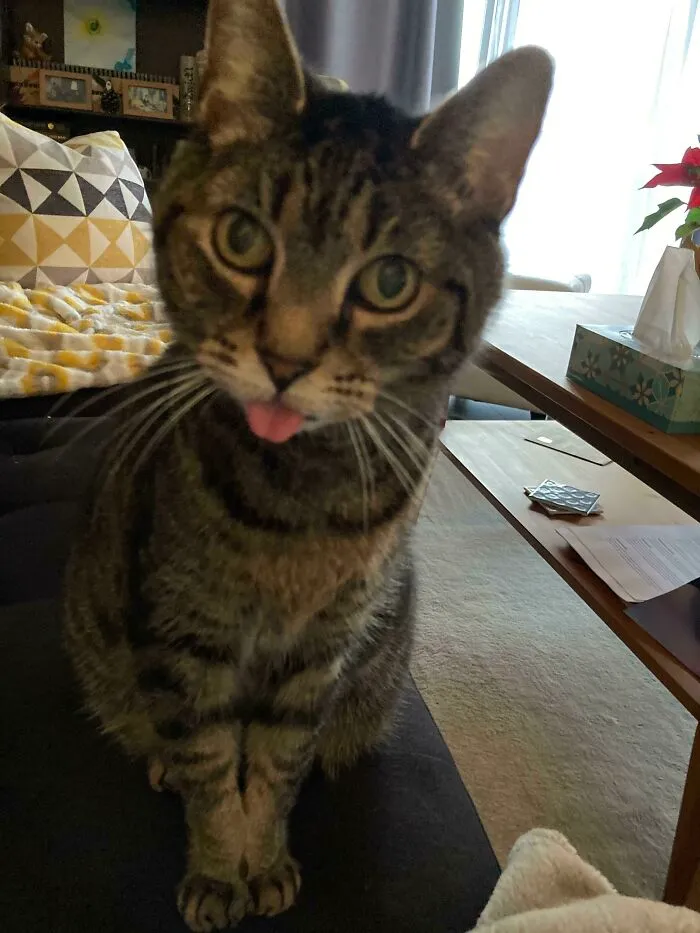 My Old Man, Adopted Him Last Year. He’s 14 And The Best Roommate Ever