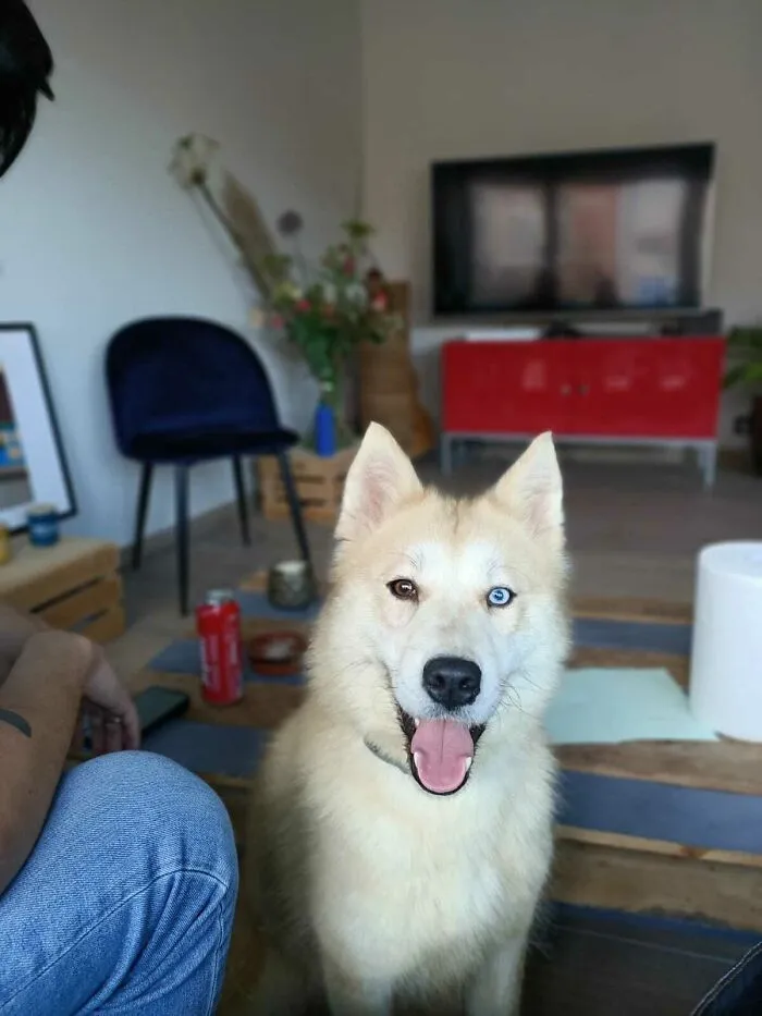 Just Adopted Luna. She Is My Very First Pet. She Is Already My Best Friend !