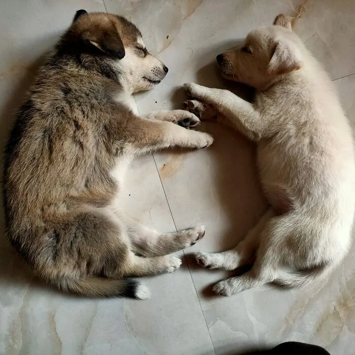 Me And My Cousin Adopted These Siblings A Few Days Ago. Probably The Best Decision Of Our Lives. Everyone Meet Jake And Rosa