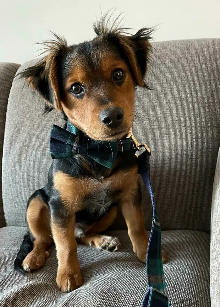 Handsome Rescue