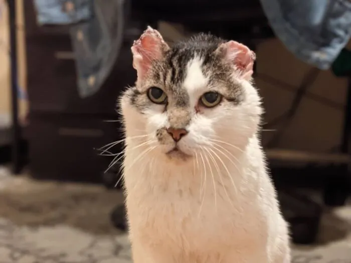 My Recently Adopted Senior Cat, Grandpa Todd