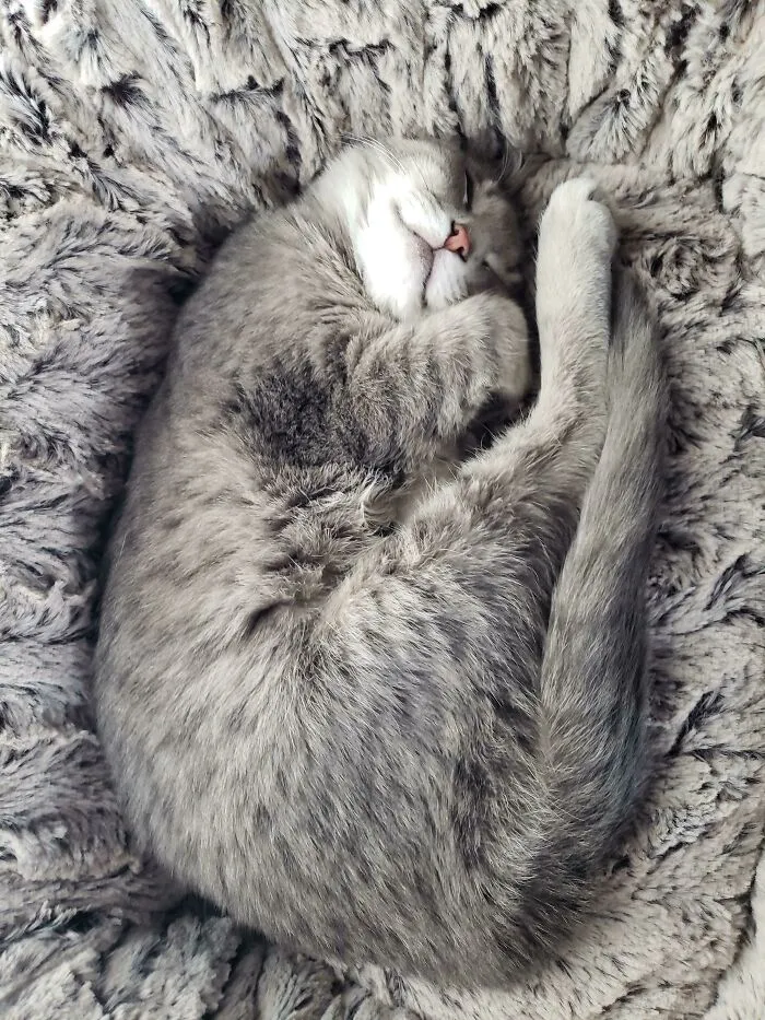 My Sweet Girl Freya, Adopted Just A Week Ago