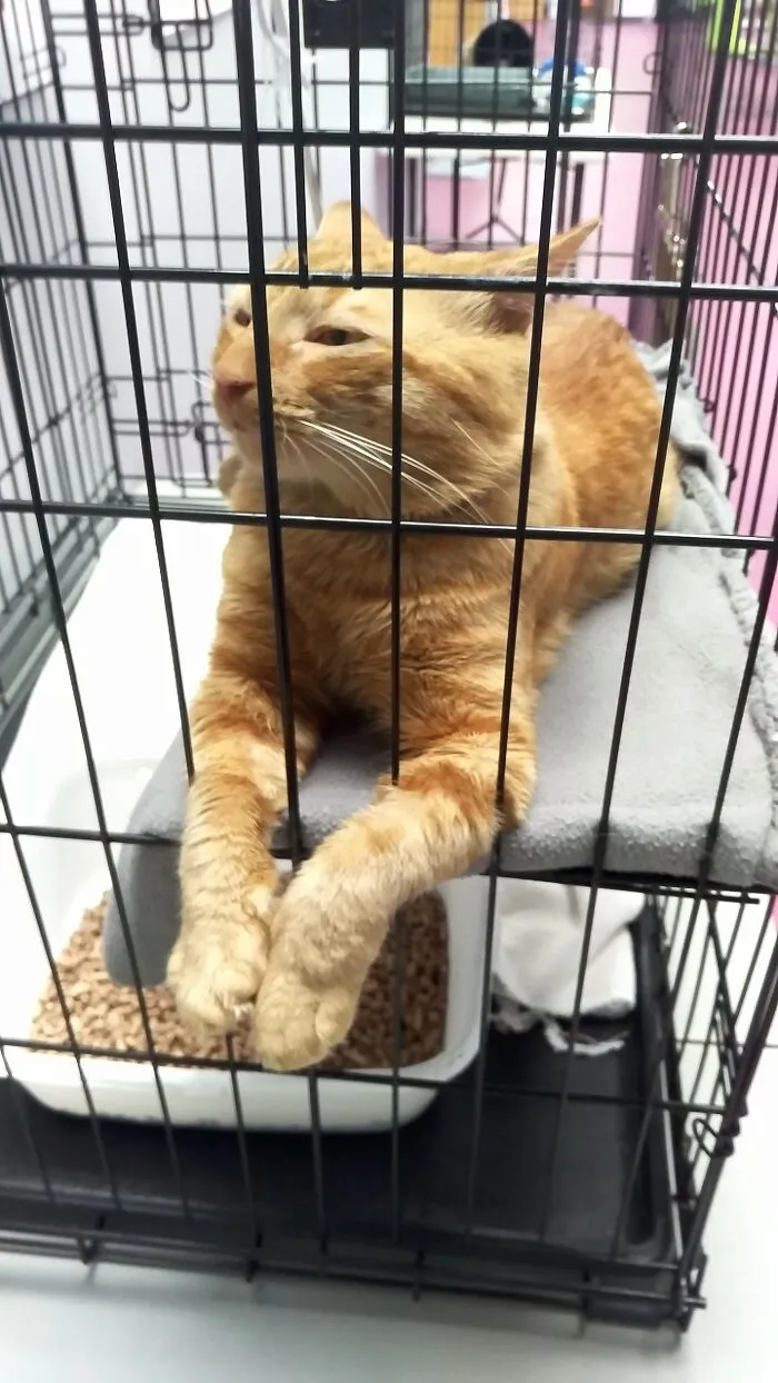 Mandarin Was The Coolest Cat At The Shelter- I Had To Adopt Him