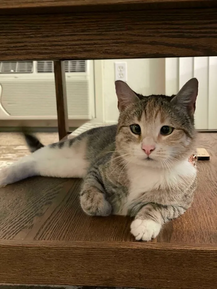 Just Adopted This Baby Yesterday And Found Out Her Birthday Was The Day Before, March 10th!