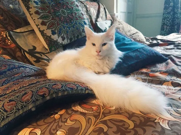 We Adopted Our First Cat Today. A 9 Month Old Maine Coon. Meet Caspian!