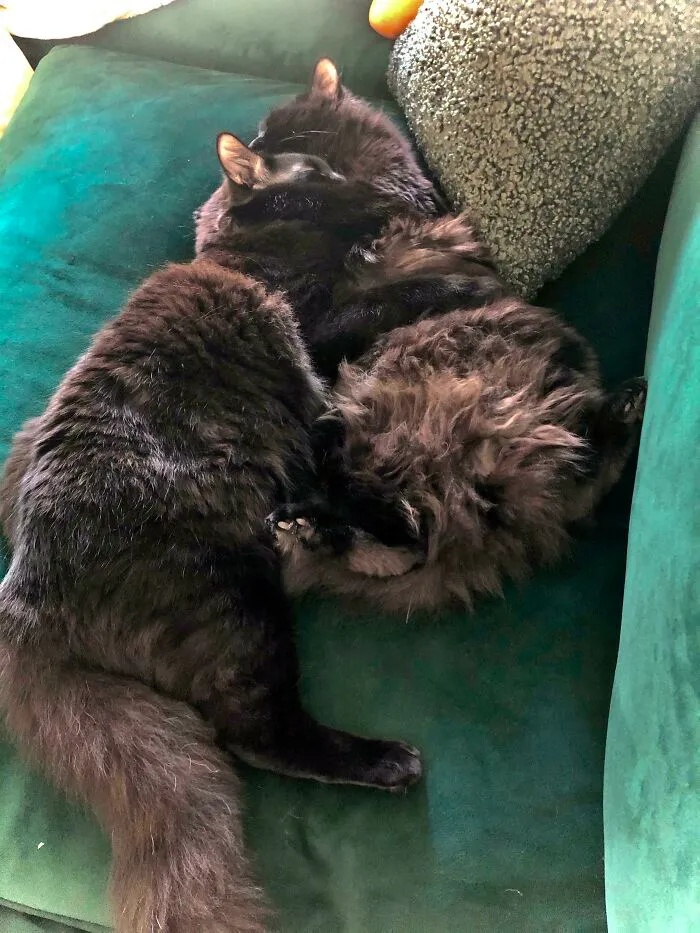 I Think She’s Glad We Went Back And Adopted Her Brother Too