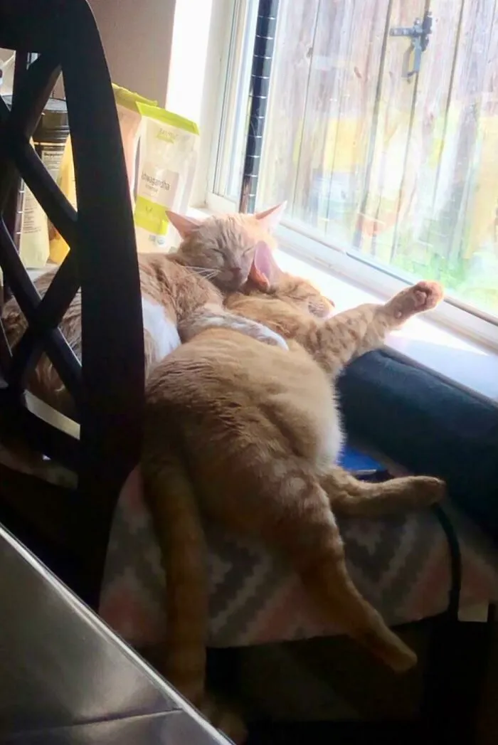 I Was Really Worried My Cat Wouldn’t Get Along With His Adopted Brother