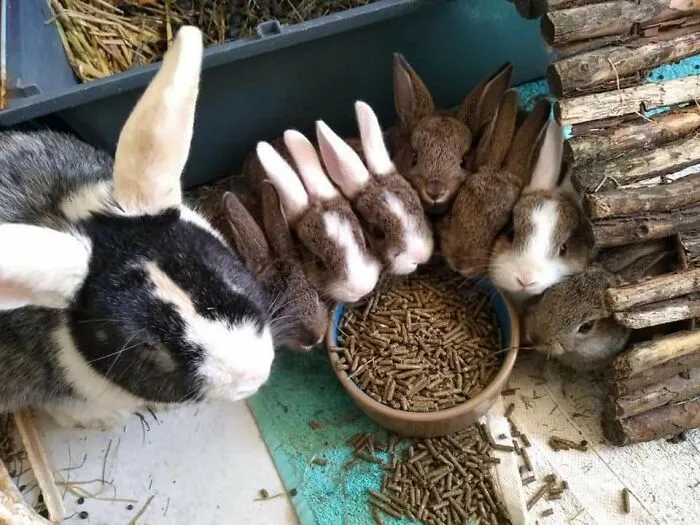 Rescued A Bunny A While Ago Which Turned Out To Be Pregnant They Are Doing Great