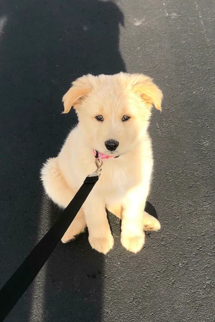 My New Rescue Pup
