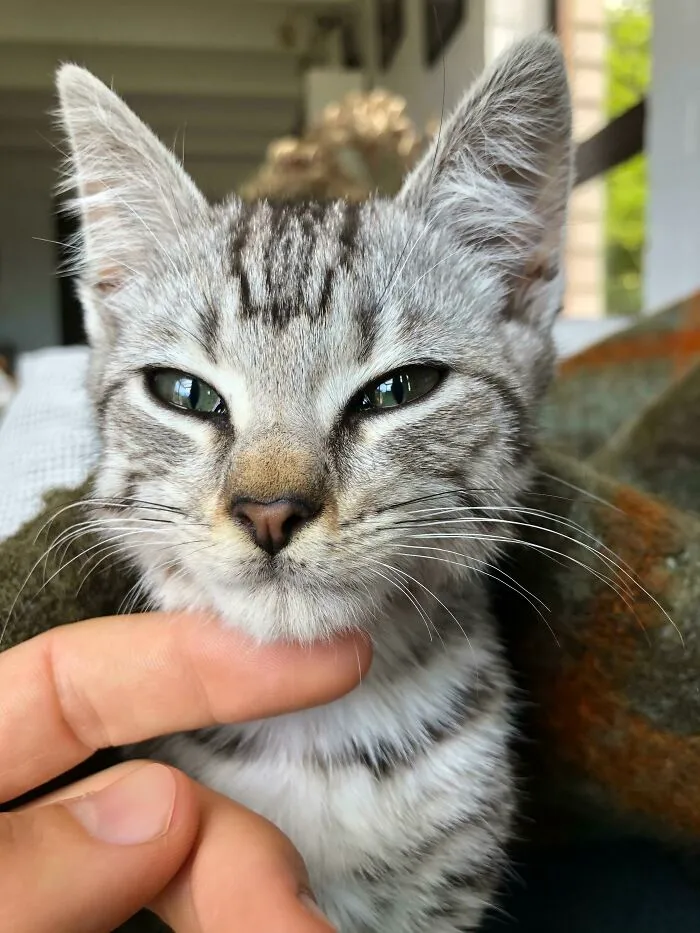 Rescatado de una calle hace dos días. ¡Pickle ya es tan cariñoso!