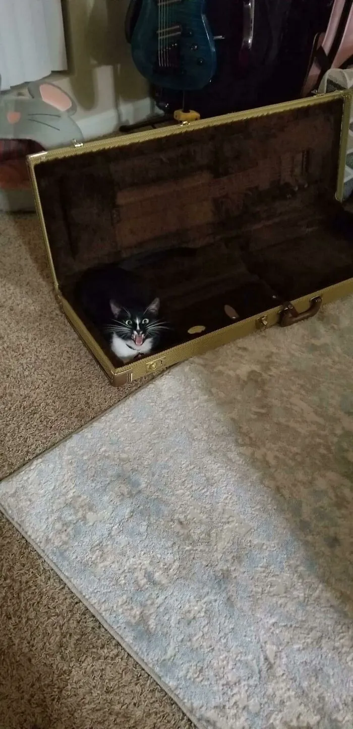 Caught Her Mid Yell In The Guitar Case 