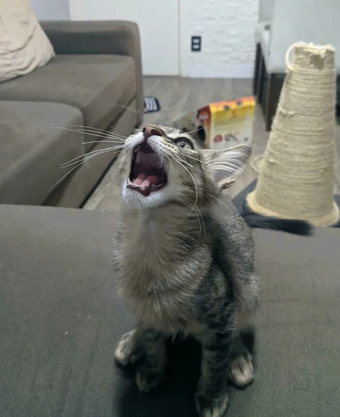 Meeeeeoooow