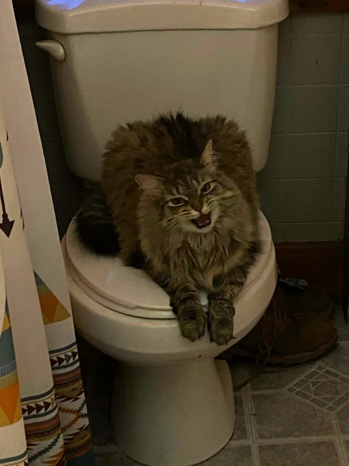 Sorry For Disturbing You On Your Throne, Your Majesty!