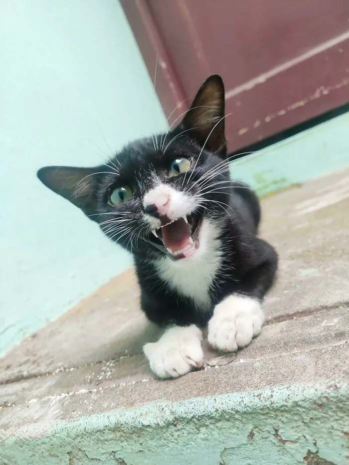 I Was An Anti-Cat Person Before This 'Dual Colored Nose' Thingy Chose To Stay At My Terrace 6 Months Ago