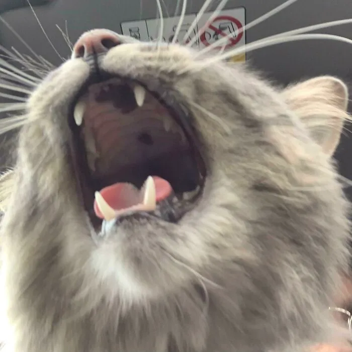 Today In Images U Can Hear: My Cat Kenzo Going To The Vet