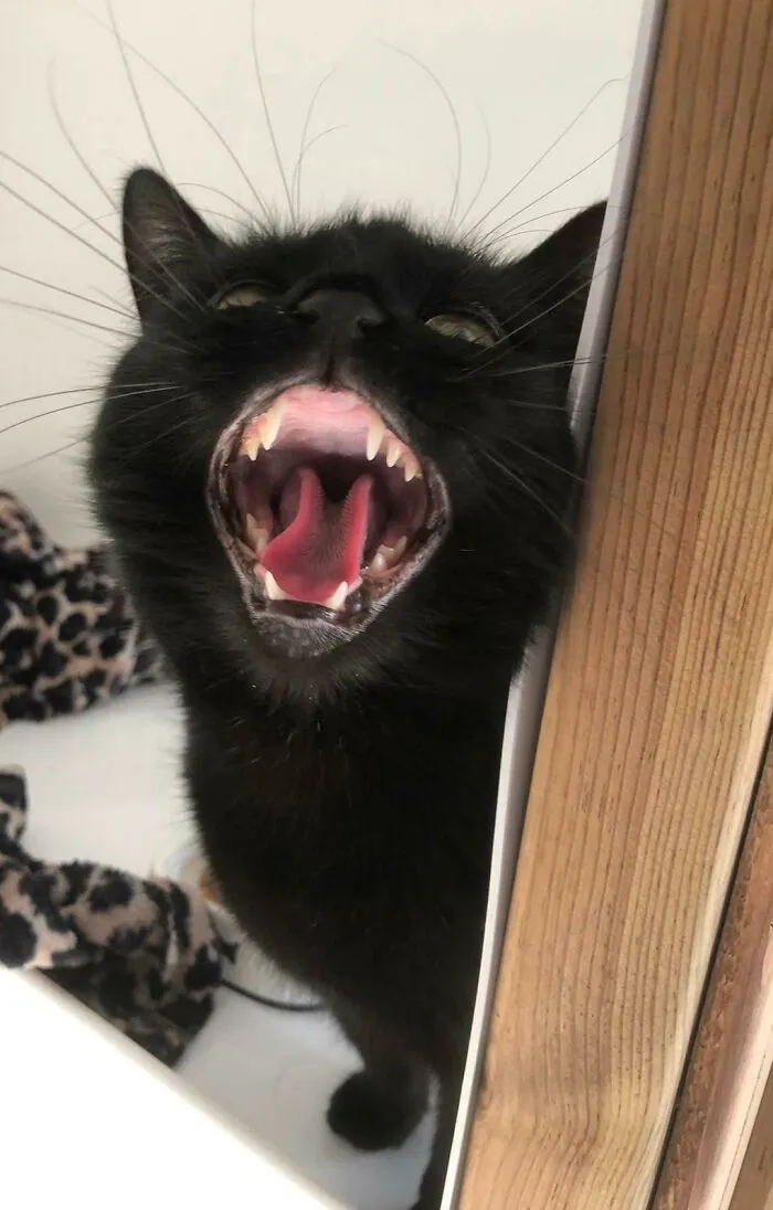 Just Found This Sub, I Believe This Picture Of Bala Belongs In Here