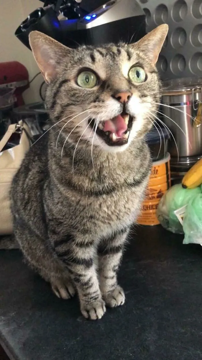 Rip Lyra, My Best Friend. Adopted Her 12 Years Ago At Age 6 After She Was Returned To The Shelter Twice. So Much Attitude, And Always Demanding Her Food On Time (See: Photo). You’re Already So Missed