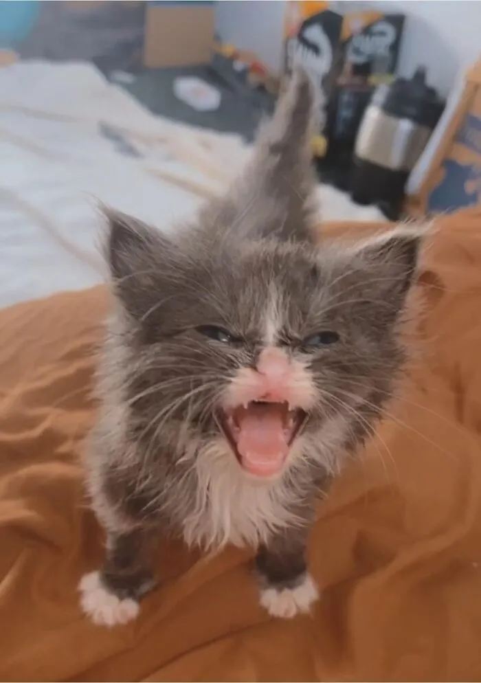 He Do A S C R E M