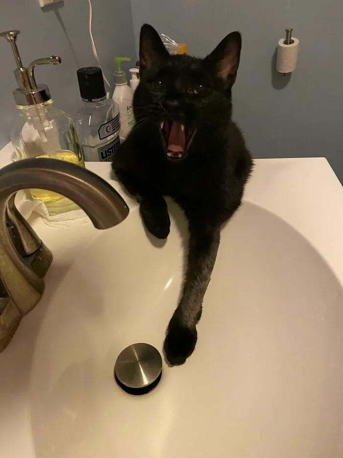 Look At Those Teefs! He Was Screaming Because He’s Spoiled And Only Drinks From The Sink