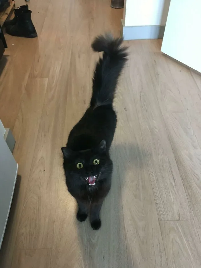 Yelling At Me In An Attempt To Corral Me To Her Food Bowl