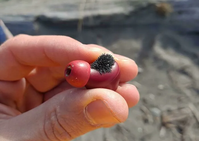 Se me han caído los auriculares en la playa y han sacado hierro de la arena