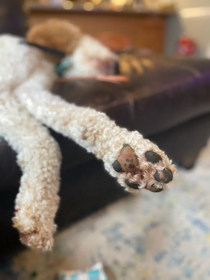 Mi perro tenía una mancha con forma de huella de perro en la pata