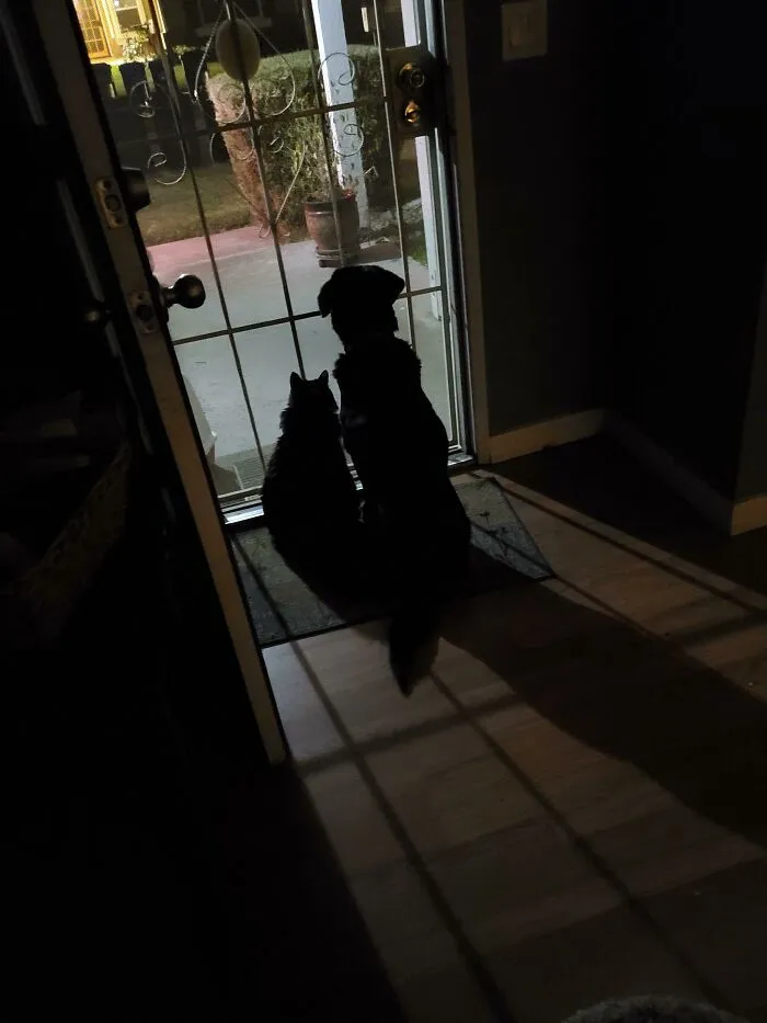 Mi hijo siempre envía mensajes de texto para decir que está de camino a casa. Así que abro la puerta, dejando que su gato de 17 años y su perro de 16 sepan que está en camino. Aquí lo están esperando
