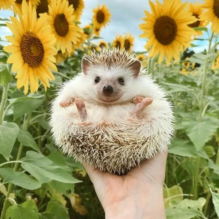 Cutest