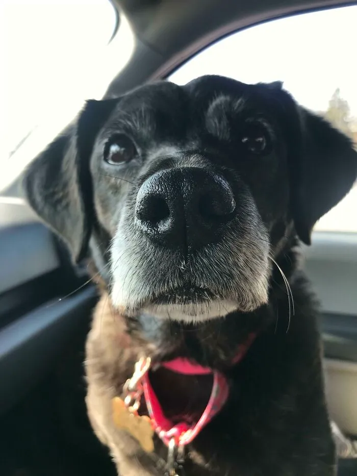 6 Years On The Streets. 3 Years In The Shelter. 13 Years Old And She’s Finally Home 😊
