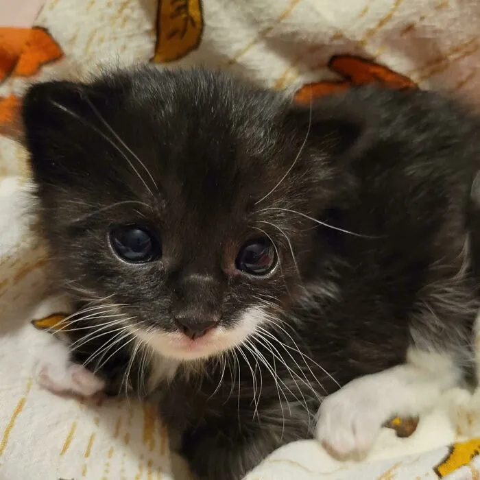 Found This Little Munchkin Without A Mama, So I'm Now His Mama