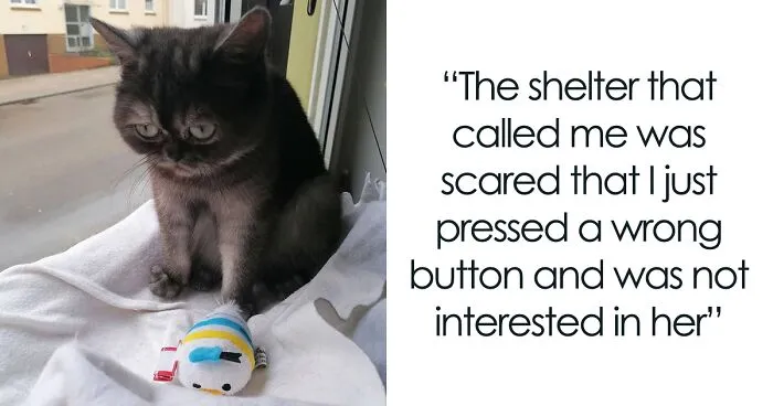 Woman Adopts A Cat That Was Ignored At The Shelter Because Of Her 'Ugly' Looks