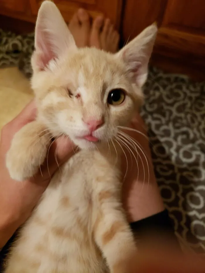 Nobody Wanted To Adopt Him Cause He Only Has 1 Eye