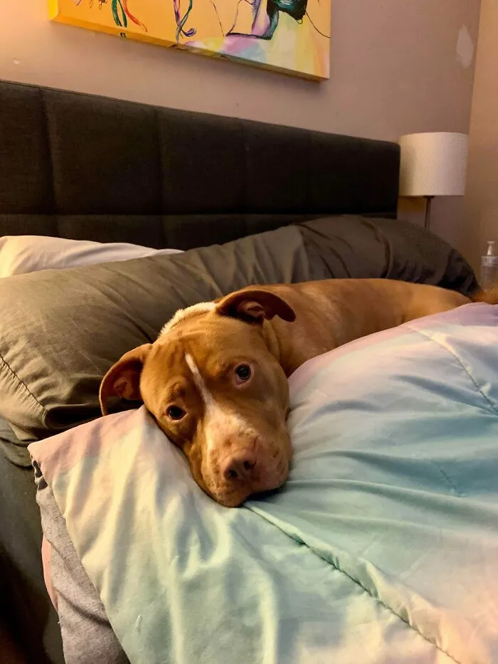 Officially “Foster Failed” Today. I Knew As Soon As I Got Him, He Wasn’t Going Anywhere. Everyone, Welcome Chopper! (Aka Pork Chop)