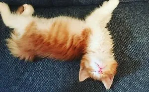 Hey Pandas, Post A Picture Of Your Sleepy Pet (Closed)