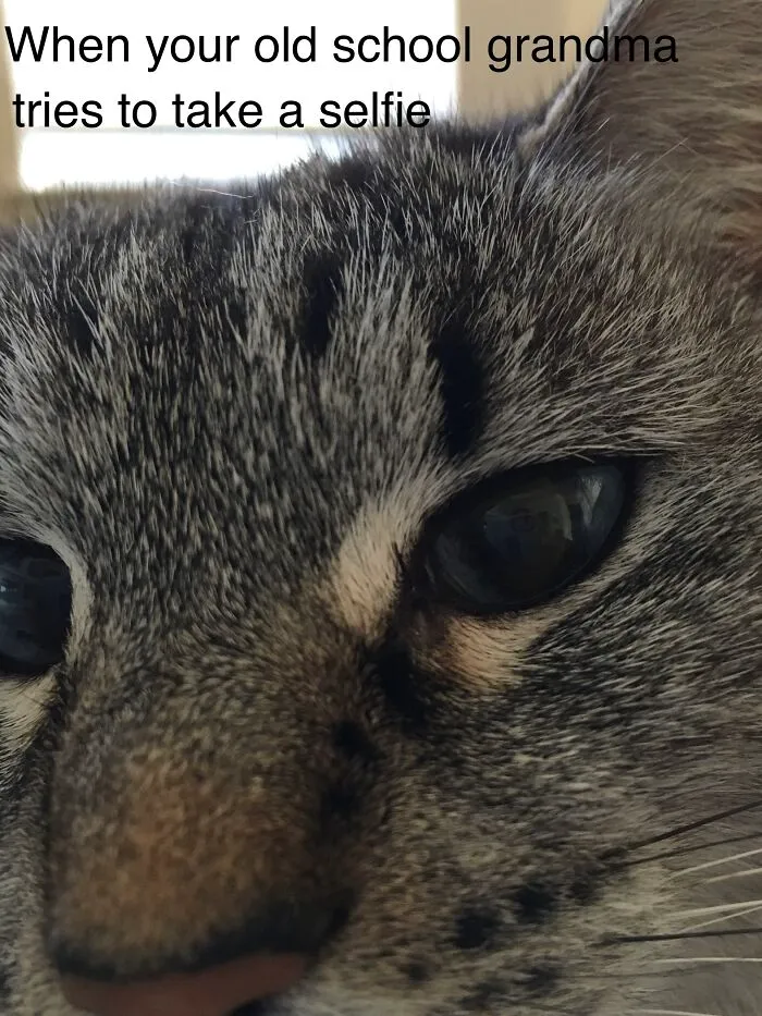 She’s Actually A Really Cute Cat