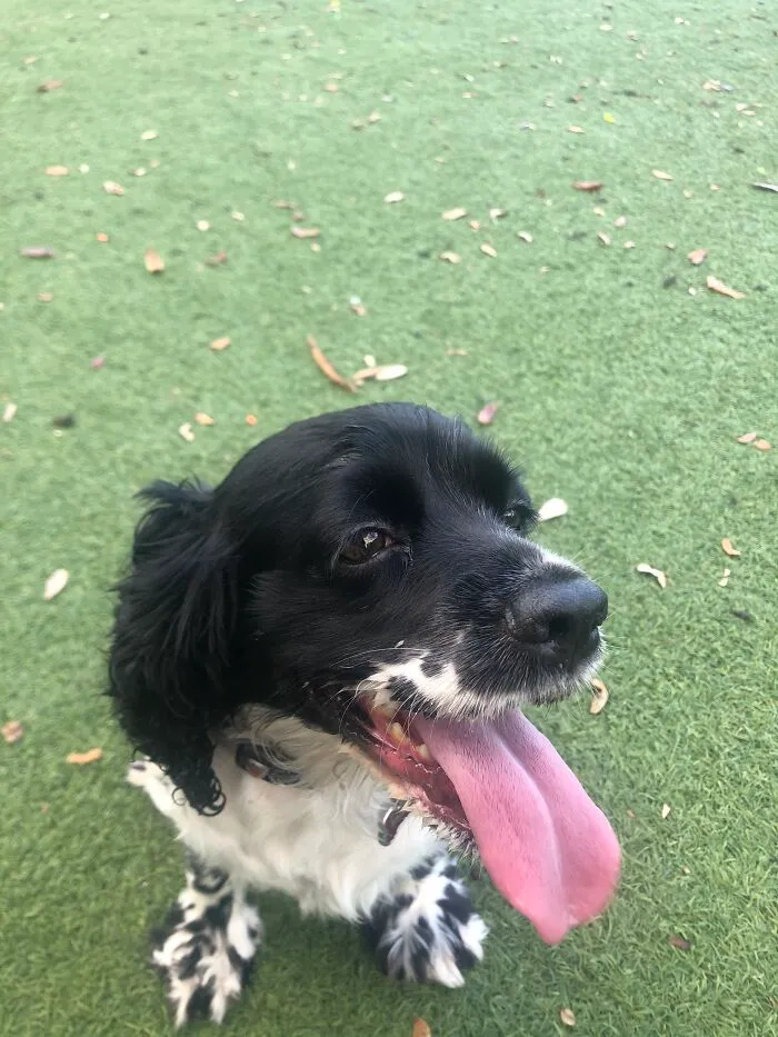 My Sweet Cocker Spaniel (Secretly A Cow Tho) Simona!