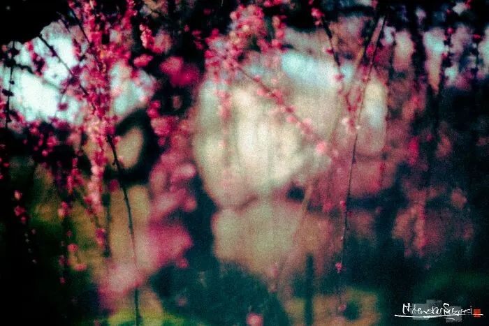 My Photo Of Defocus