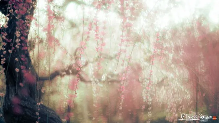 My Photo Of Defocus