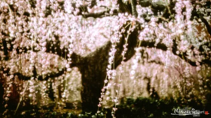 My Photo Of Defocus