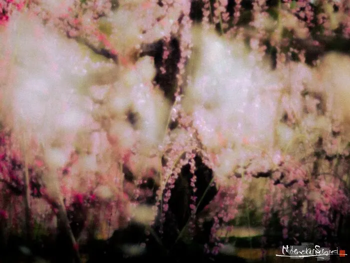 My Photo Of Defocus