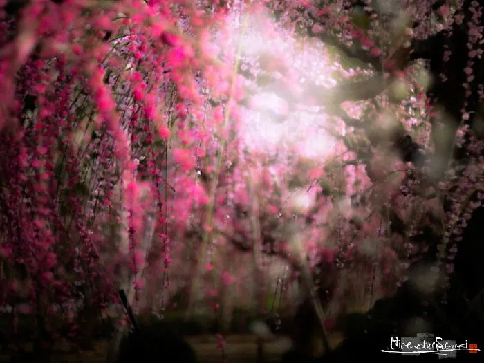 My Photo Of Defocus