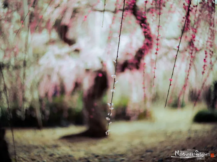 My Photo Of Defocus