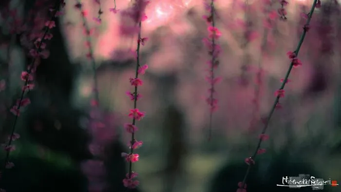 My Photo Of Defocus