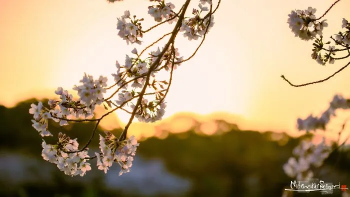 I Captured Sakura Blooming In Japan (25 Pics)
