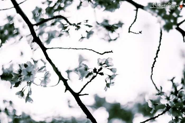 I Captured Sakura Blooming In Japan (25 Pics)