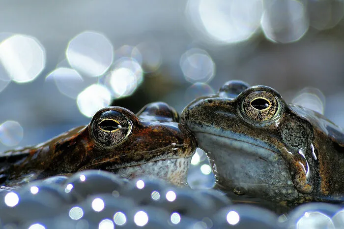 Behaviour - Amphibians And Reptiles, Gold: Vittorio Ricci, Italy